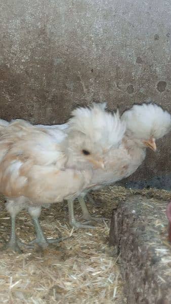 Buff laced polish chicks for sale 8