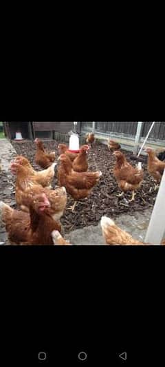 lohman brown chicks_golden misri chicks