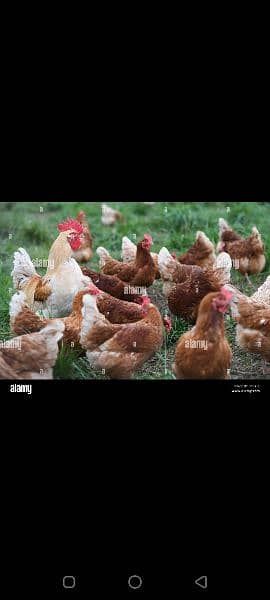 lohman brown chicks_golden misri chicks 1