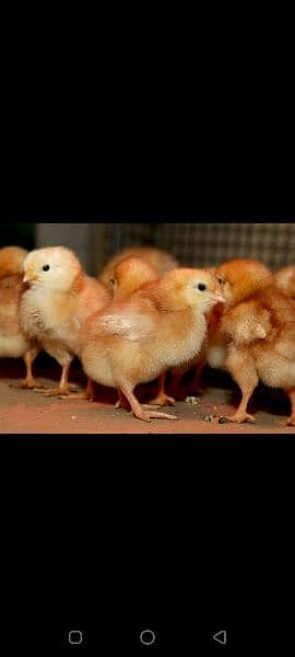 lohman brown chicks_golden misri chicks 2