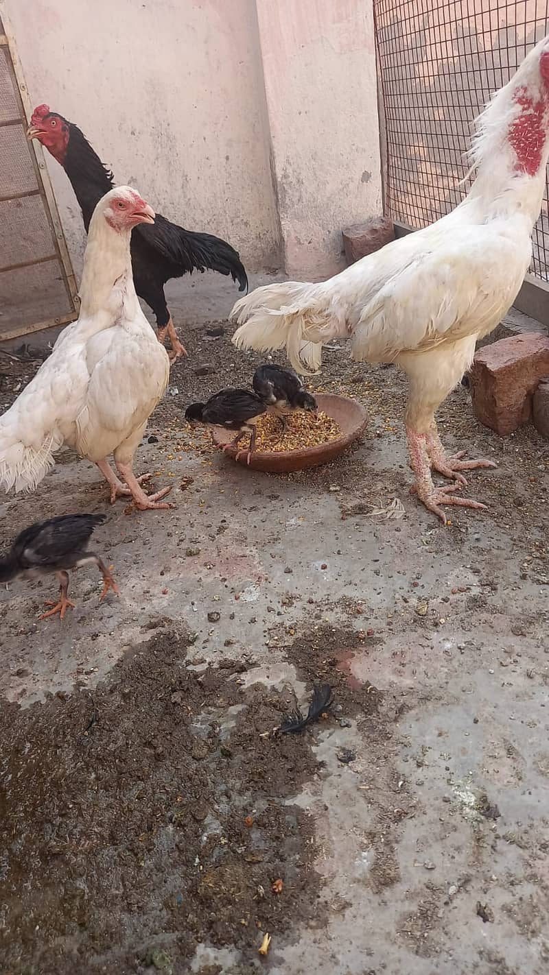 Mianwali Aseel Pathy Pathian Chicks for sale 3