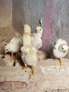 Heera Chicks for sale