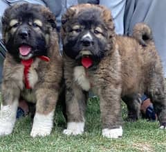 King Bakarwal puppies heavy bone full security dogs age 2 mo. for sale