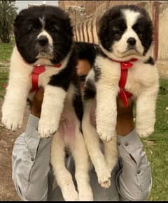 King alabai puppies heavy bone full security dogs age 2 mo. for sale