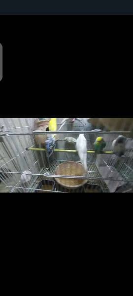 bajri parrots mutation finch green fisher breeder pair healthy active 9