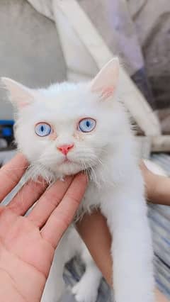 blue eyes punch face Persian 3 coated cat for sale litter traind