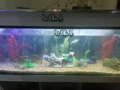 5 by 2 by 1.5 feet aquarium with solid stand and hood