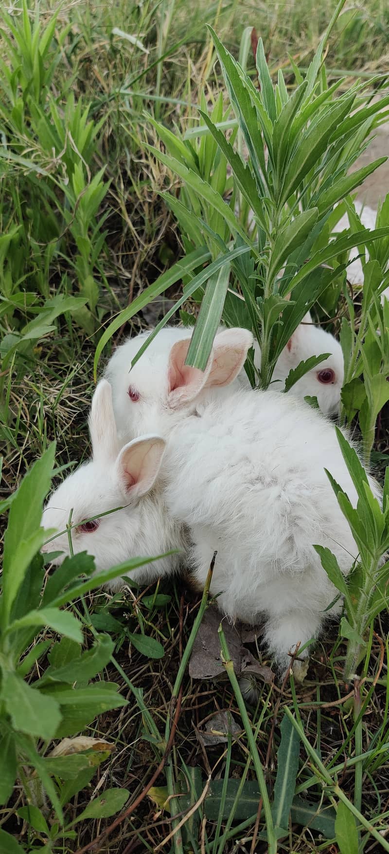 Angoora rabbits 1