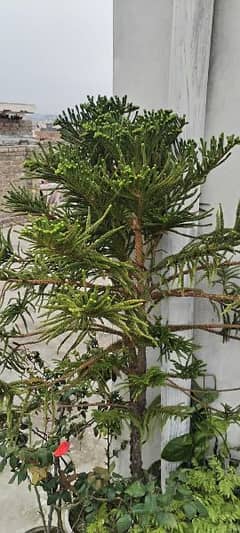 Araucaria Plant 6ft grown