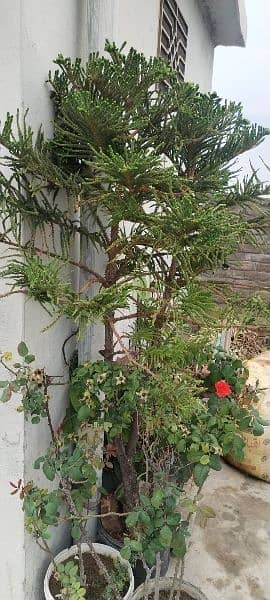 Araucaria Plant 6ft grown 1