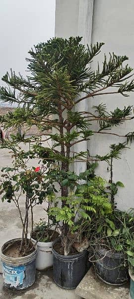 Araucaria Plant 6ft grown 2