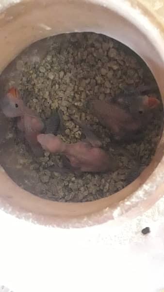 raw parrot chick 6