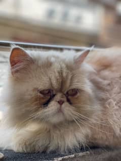 Persian cat high quality breeds