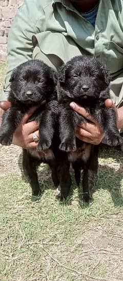 German shepherd pair | Long Coat Pair Puppies 0