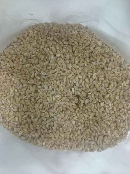 Wheat | Gandum | گندم 1