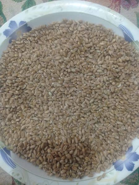 Wheat | Gandum | گندم 2