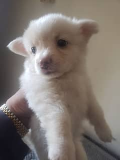 Russian Dog female pupils 2 month age