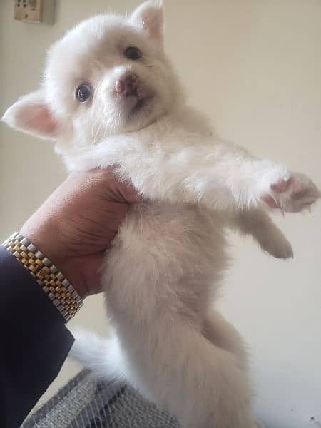 Russian Dog female pupils 2 month age 1