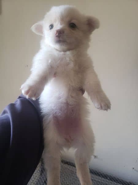 Russian Dog female pupils 2 month age 2