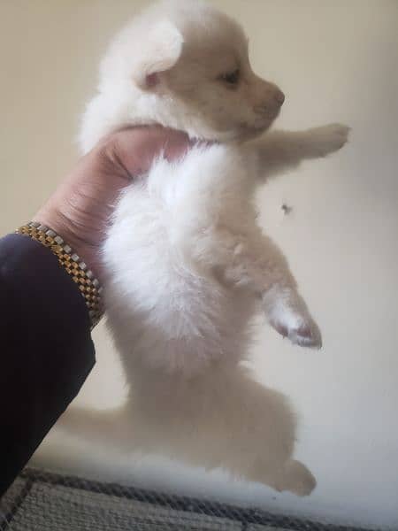Russian Dog female pupils 2 month age 3