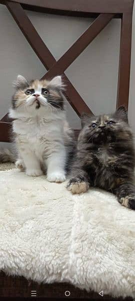 persian triple coat (punch face) kitten available for sale 4