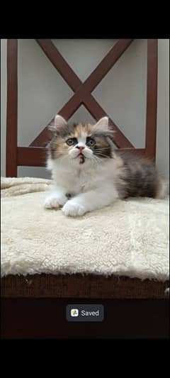 persian triple coat (punch face) kitten available for sale