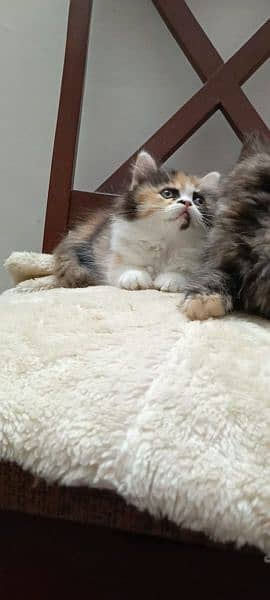 persian triple coat (punch face) kitten available for sale 14