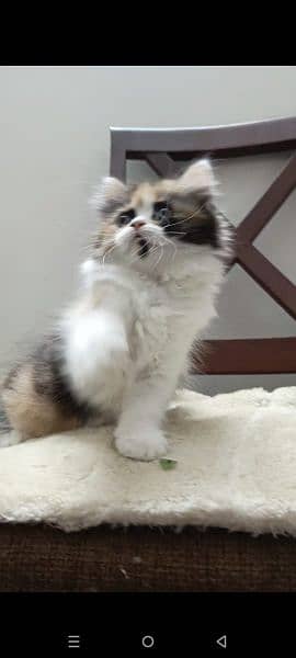 persian triple coat (punch face) kitten available for sale 11