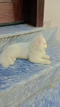 Female Persian Kitten for sale Age 3 months