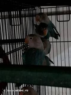 love birds for urgent sale 03430109419 my number