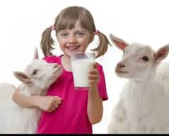 goat milk 0