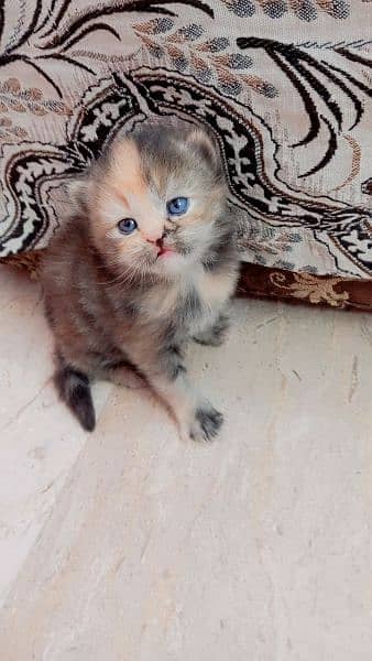 persian kittens pairs 0