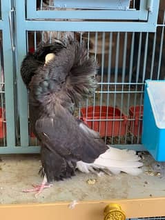 Black Jacobin Male Available