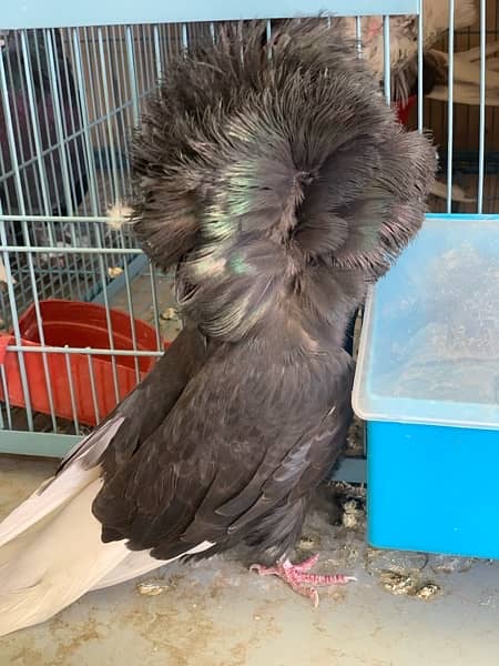 Black Jacobin Male Available 1