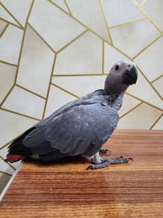 Congo African Grey Chick