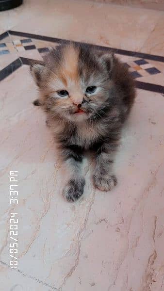 persian kittens 2
