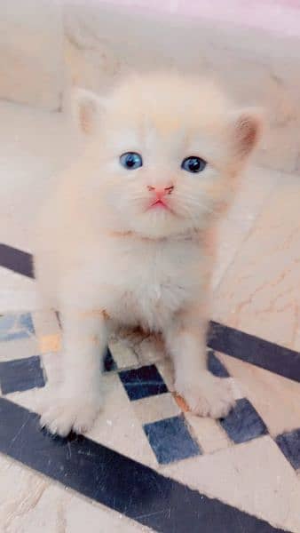 persian kittens 5