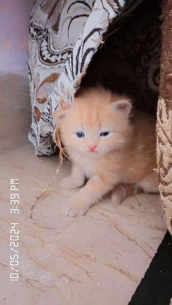 persian kittens 7