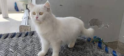triple coat persian female cat 0