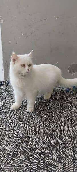 triple coat persian female cat 2