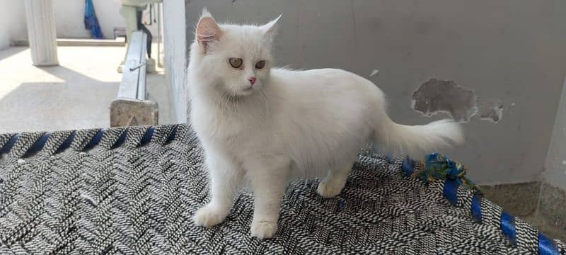 triple coat persian female cat 3