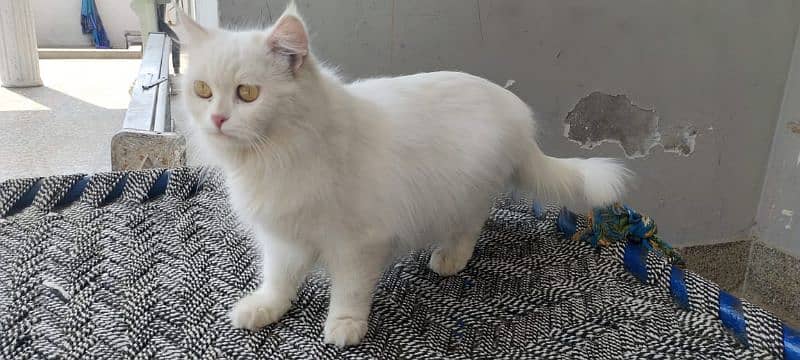 triple coat persian female cat 4