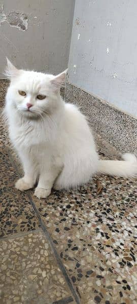 triple coat persian female cat 5