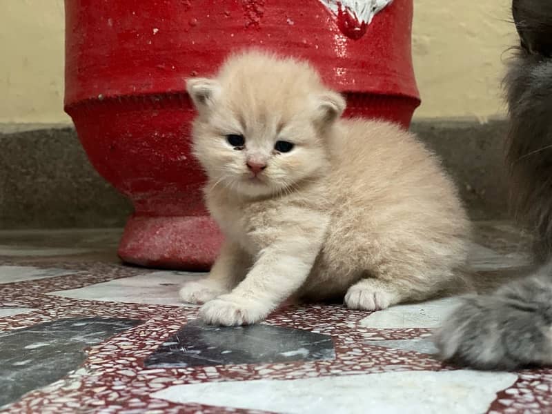 Persian kitten 5