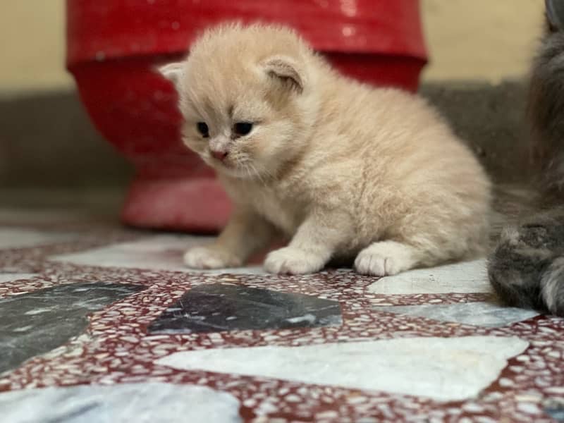 Persian kitten 8