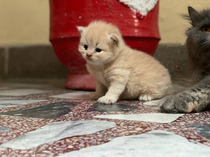 Persian kitten 10