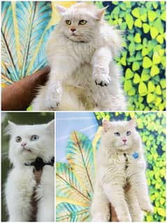parshion punch face triple Cote kitten cat male and female