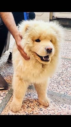 Chow Chow Male 7 month dog fully active
