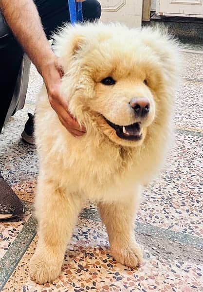 Chow Chow Male 7 month dog fully active 2