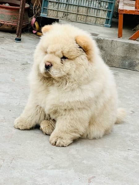 Chow Chow Male 7 month dog fully active 3